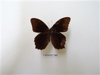 藏品(曲紋黛眼蝶)的圖片